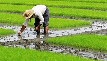 مدیریت بحران در کشاورزی